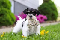 Millie, a female Miniature Schnauzer for sale in Baltic, OH – 3 of 8
