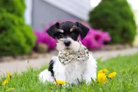 Millie, a female Miniature Schnauzer for sale in Baltic, OH – 1 of 8