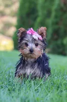 Clover, a female Yorkshire Terrier for sale in Baltic, OH – 6 of 9