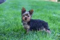 Jay, a male Yorkshire Terrier for sale in Baltic, OH – 9 of 9