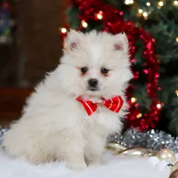 Bowie, a male Pomeranian for sale in Baltic, OH – Photo 4 of 9