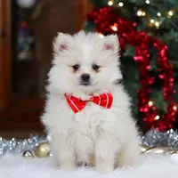 Bowie, a male Pomeranian for sale in Baltic, OH – Photo 1 of 9