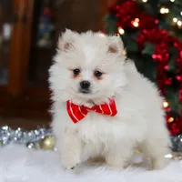 Bowie, a male Pomeranian for sale in Baltic, OH – Photo 7 of 9