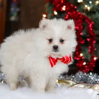 Bowie, a male Pomeranian for sale in Baltic, OH – Photo 6 of 9