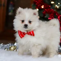 Bowie, a male Pomeranian for sale in Baltic, OH – Photo 9 of 9