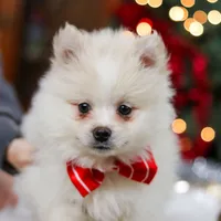 Bowie, a male Pomeranian for sale in Baltic, OH – Photo 3 of 9