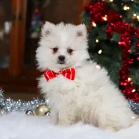 Bowie, a male Pomeranian for sale in Baltic, OH – Photo 2 of 9