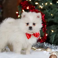 Bowie, a male Pomeranian for sale in Baltic, OH – Photo 5 of 9