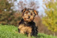 Bennet, a male Yorkshire Terrier for sale in Baltic, OH – 5 of 10