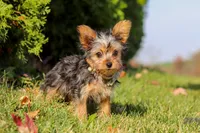 Ian, a male Yorkshire Terrier for sale in Baltic, OH – 5 of 6