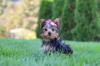 Clover, a female Yorkshire Terrier for sale in Baltic, OH – 8 of 9