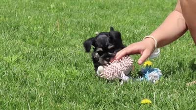 Oliver, a male Miniature Schnauzer for sale in Baltic, OH – 7 of 7