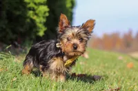 Jay, a male Yorkshire Terrier for sale in Baltic, OH – 6 of 9