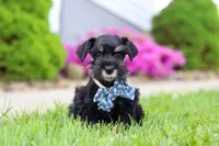 Teddy, a male Miniature Schnauzer for sale in Baltic, OH – 2 of 7