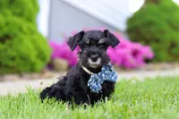 Teddy, a male Miniature Schnauzer for sale in Baltic, OH – 3 of 7