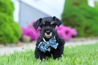 Teddy, a male Miniature Schnauzer for sale in Baltic, OH – 6 of 7