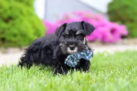 Teddy, a male Miniature Schnauzer for sale in Baltic, OH – 4 of 7