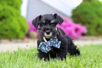 Teddy, a male Miniature Schnauzer for sale in Baltic, OH – 5 of 7