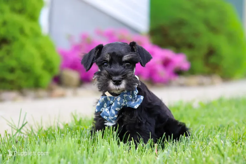 Teddy – Miniature Schnauzer puppy for sale in Baltic, OH