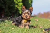 Jay, a male Yorkshire Terrier for sale in Baltic, OH – 7 of 9