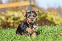 Rowan, a male Yorkshire Terrier for sale in Baltic, OH – 2 of 8