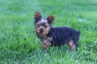 Jay, a male Yorkshire Terrier for sale in Baltic, OH – 4 of 9