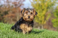 Bennet, a male Yorkshire Terrier for sale in Baltic, OH – 9 of 10