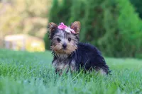 Clover, a female Yorkshire Terrier for sale in Baltic, OH – 3 of 9
