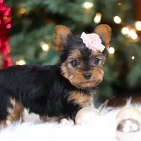 Quinn, a female Yorkshire Terrier for sale in Baltic, OH – Photo 4 of 8
