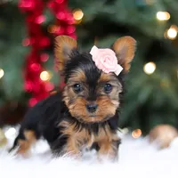Quinn, a female Yorkshire Terrier for sale in Baltic, OH – Photo 5 of 8