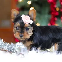 Quinn, a female Yorkshire Terrier for sale in Baltic, OH – Photo 6 of 8