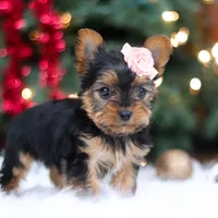 Quinn, a female Yorkshire Terrier for sale in Baltic, OH – Photo 7 of 8