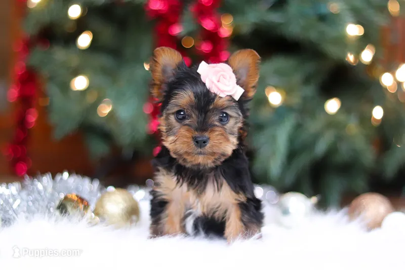 Quinn – Yorkshire Terrier puppy on hold in Baltic, OH