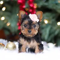 Quinn, a female Yorkshire Terrier for sale in Baltic, OH – Photo 1 of 8