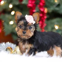 Quinn, a female Yorkshire Terrier for sale in Baltic, OH – Photo 3 of 8