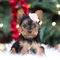 Quinn, a female Yorkshire Terrier for sale in Baltic, OH – Photo 8 of 8