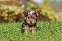 Darcy, a female Yorkshire Terrier for sale in Baltic, OH – 1 of 7