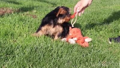 Bennet, a male Yorkshire Terrier for sale in Baltic, OH – 10 of 10