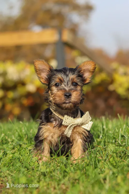 Rowan – Yorkshire Terrier puppy for sale in Baltic, OH