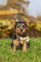 Rowan, a male Yorkshire Terrier for sale in Baltic, OH – 1 of 8