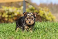 Darcy, a female Yorkshire Terrier for sale in Baltic, OH – 7 of 7