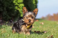 Jay, a male Yorkshire Terrier for sale in Baltic, OH – 5 of 9