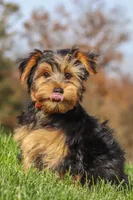 Bennet, a male Yorkshire Terrier for sale in Baltic, OH – 2 of 10
