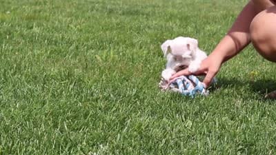 Wilbur, a male Miniature Schnauzer for sale in Baltic, OH – 8 of 8