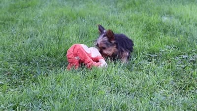 Jay, a male Yorkshire Terrier for sale in Baltic, OH – 8 of 9