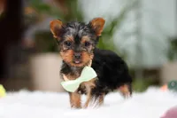 Trevor, a male Yorkshire Terrier for sale in Baltic, OH – Photo 5 of 10