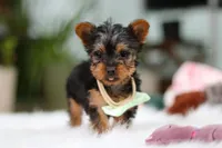 Trevor, a male Yorkshire Terrier for sale in Baltic, OH – Photo 7 of 10