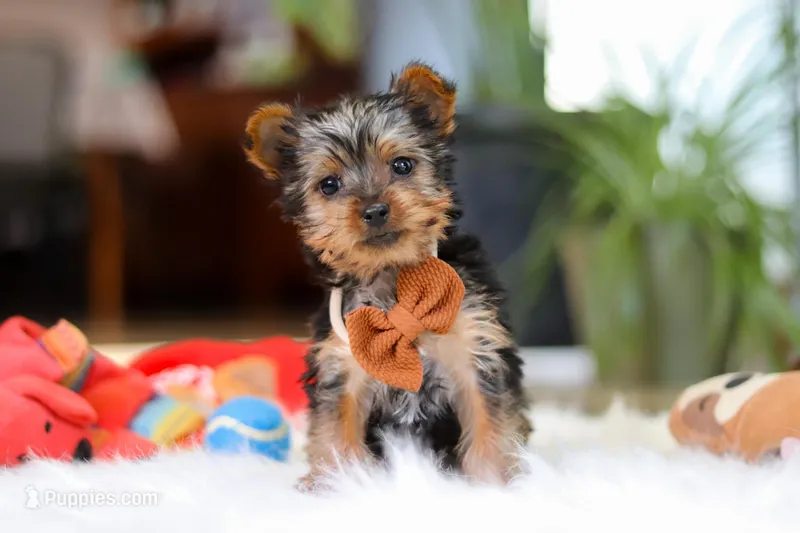 Trevor – Yorkshire Terrier puppy for sale in Baltic, OH
