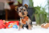 Trevor, a male Yorkshire Terrier for sale in Baltic, OH – 1 of 5