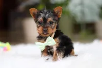 Trevor, a male Yorkshire Terrier for sale in Baltic, OH – Photo 2 of 10